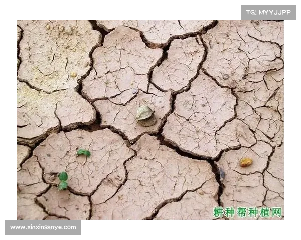 高地红石榴种植与养护全攻略从土壤选择到病虫害防治全面解析 高地红石榴种植与养护全攻略从土壤选择到病虫害防治全面解析